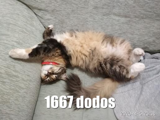 Chat dodos