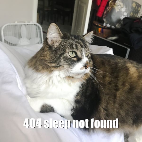 404 cat
