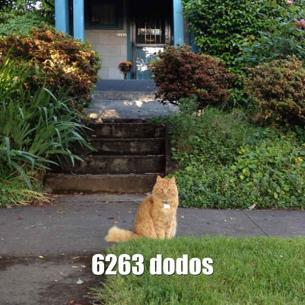 Chat dodos