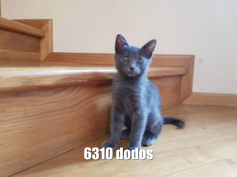Chat dodos
