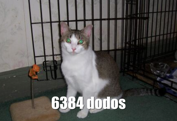 Chat dodos