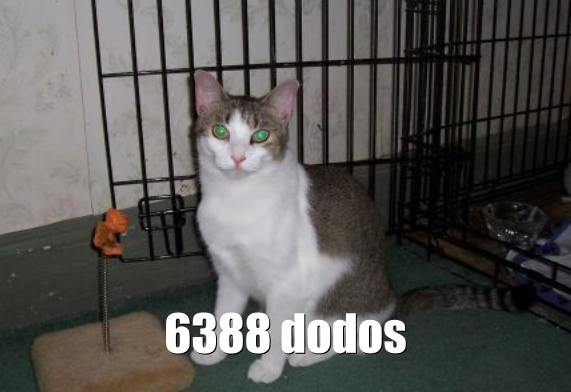 Chat dodos