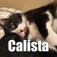 Photo of Calista
