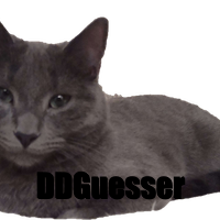 Random image of a cat, with the caption 'DDGuesser'.