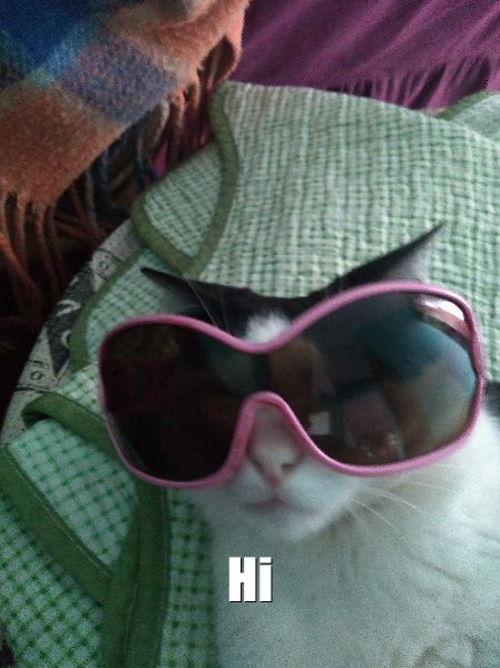 Cat