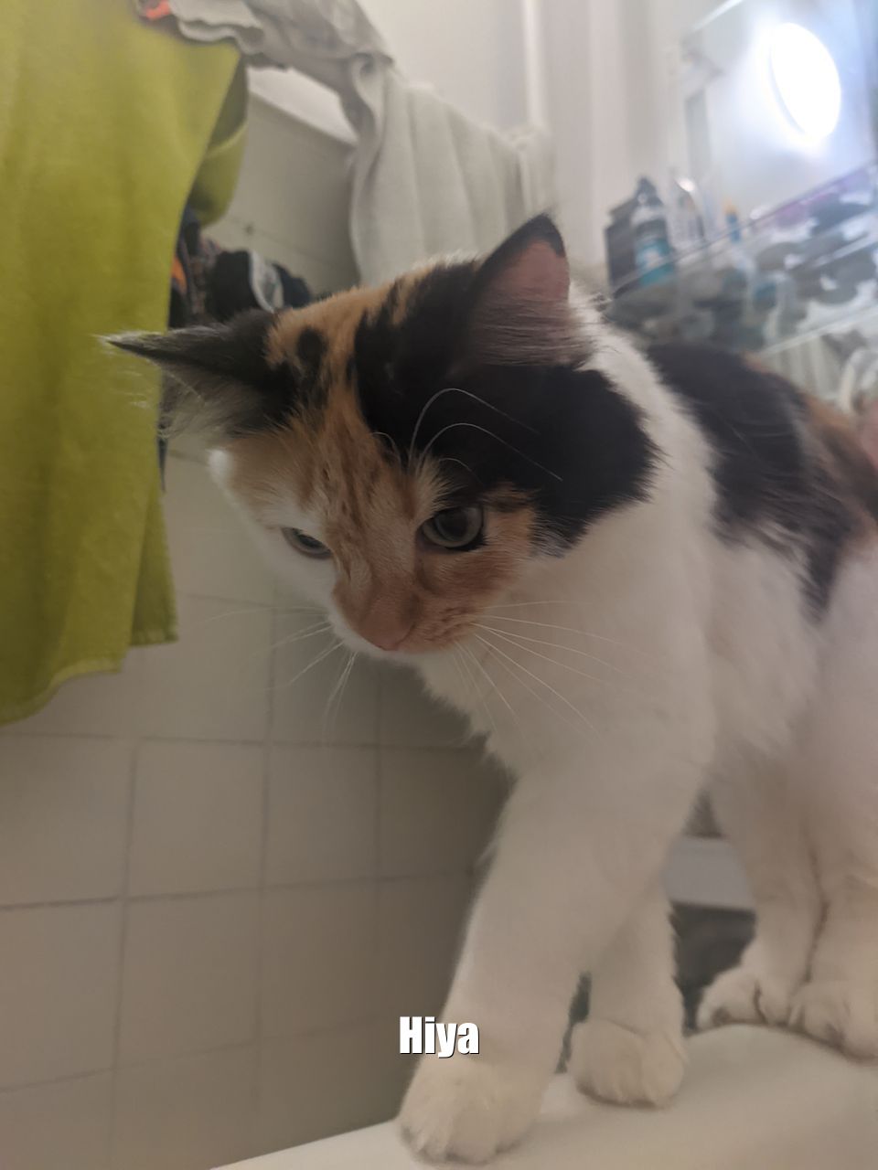 Whiskers measuring space