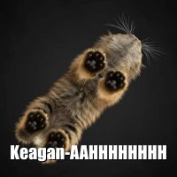 Random cat picture from catass.com