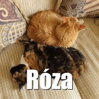 Photo of Róza