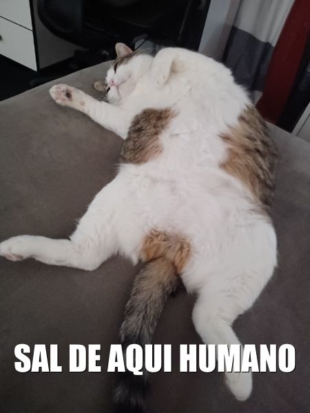 Gato juzgando