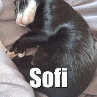 Photo of Sofi