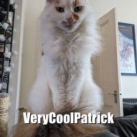Random cat picture from catass.com