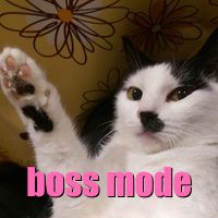 cat