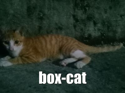 Box Cat