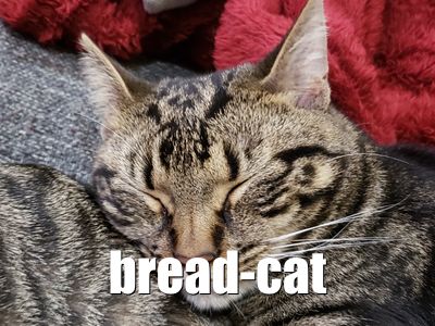 Bread Cat