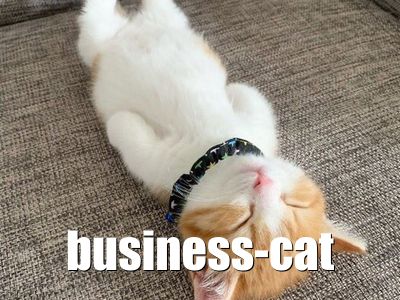 Business Cat