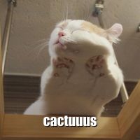 Random cat picture from catass.com