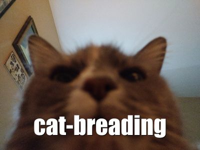 Cat Breading
