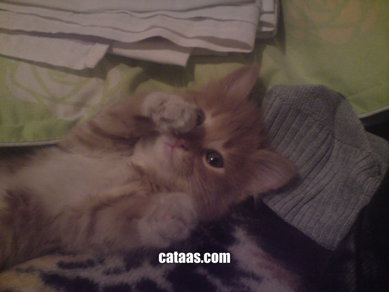 Cat as a service (CATAAS)