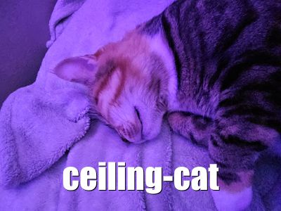 Ceiling Cat