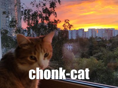 Chonk Cat