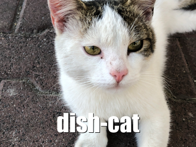 Dish Cat