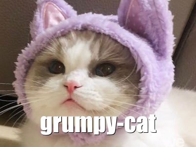 Grumpy Cat