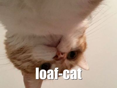 Loaf Cat