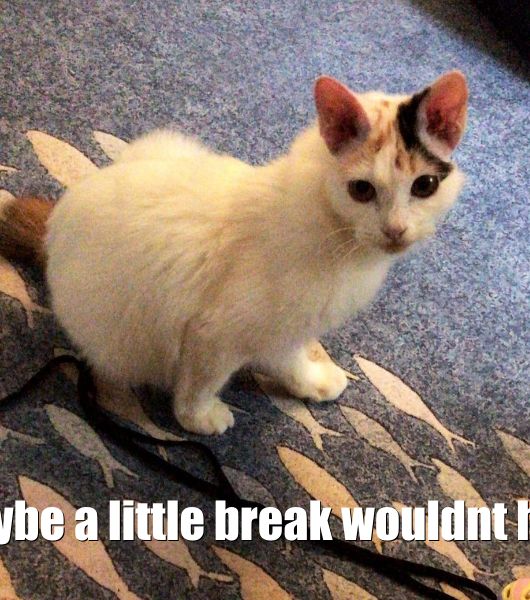 Cat saying to take a break