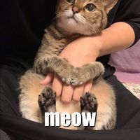 Cute cat saying meow