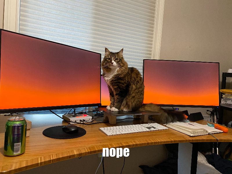 A cat with the caption nope