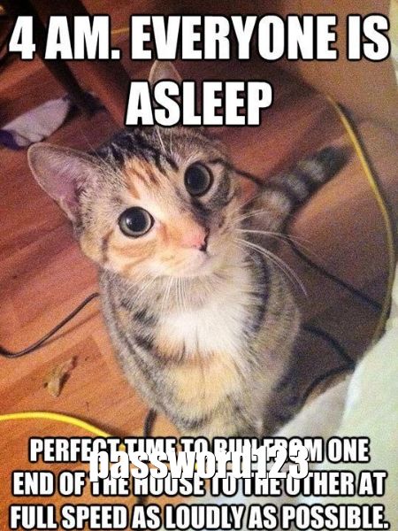 A cat next to the text 'password123', the world's most popular terrible password