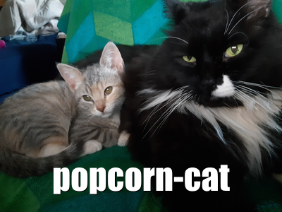 Popcorn Cat
