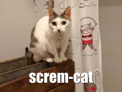 Screm Cat