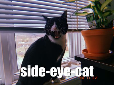 Side-Eye Cat