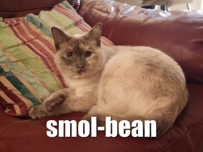Smol Bean Cat