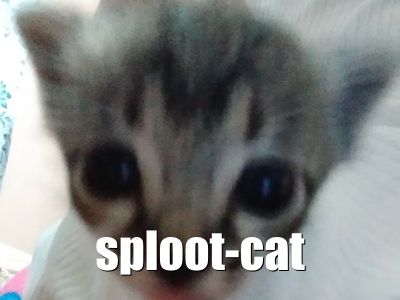 Sploot Cat