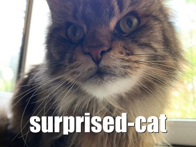 Surprised Cat