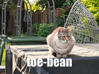 Toe Bean Inspector
