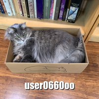 Random cat picture from catass.com