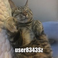 Random cat picture from catass.com