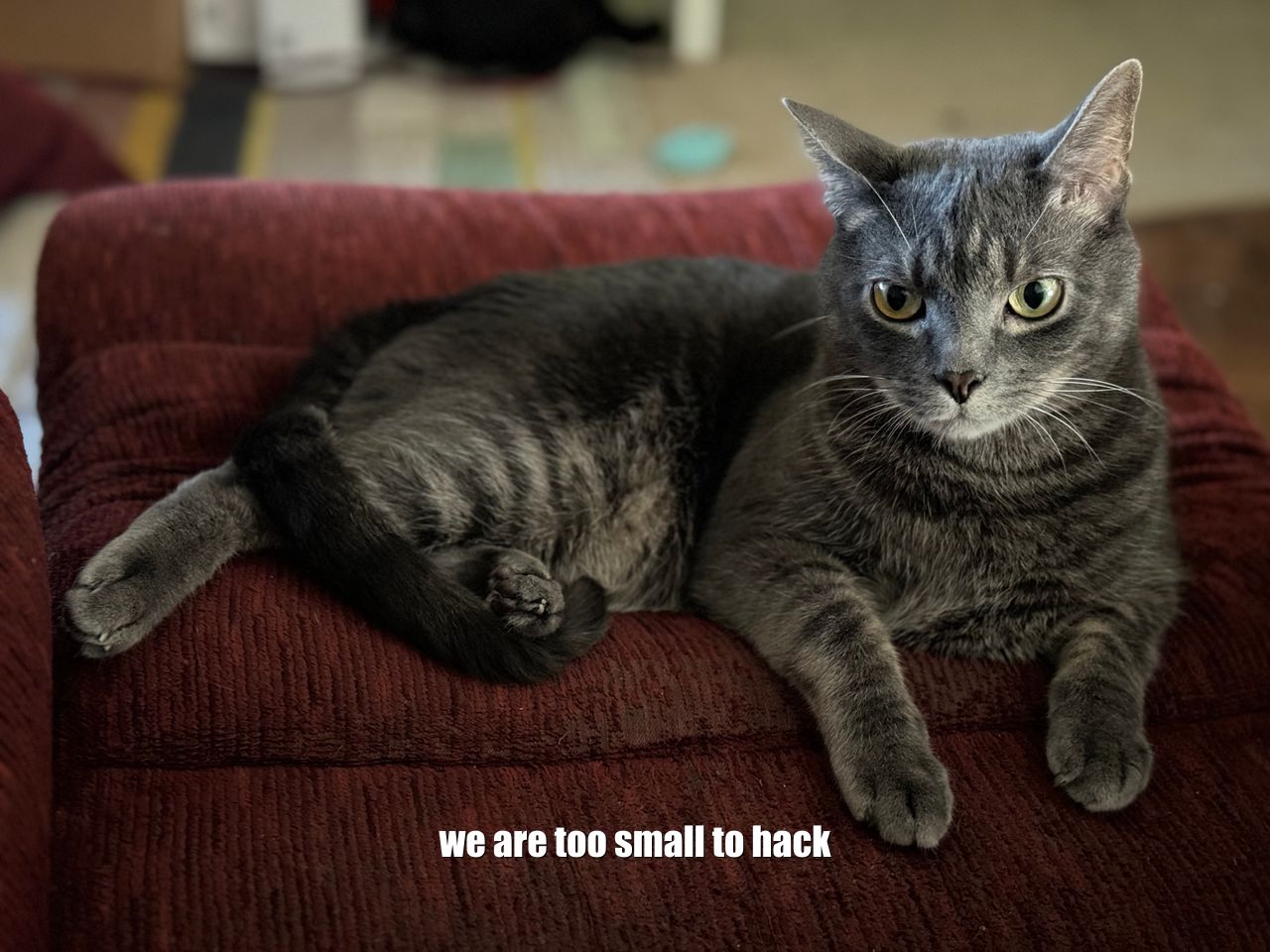 A cat with the caption we are too small to hack