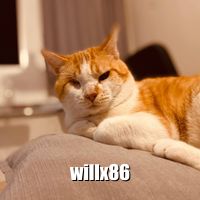 Random cat picture from catass.com