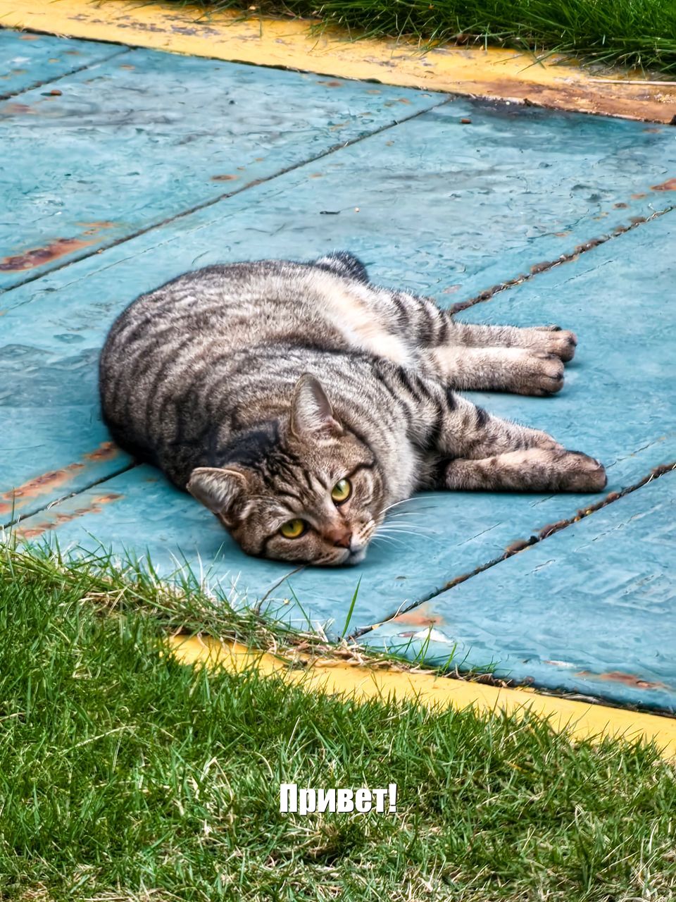 Котик Привет