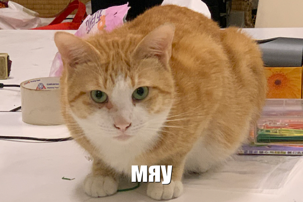 Котик говорит мяу