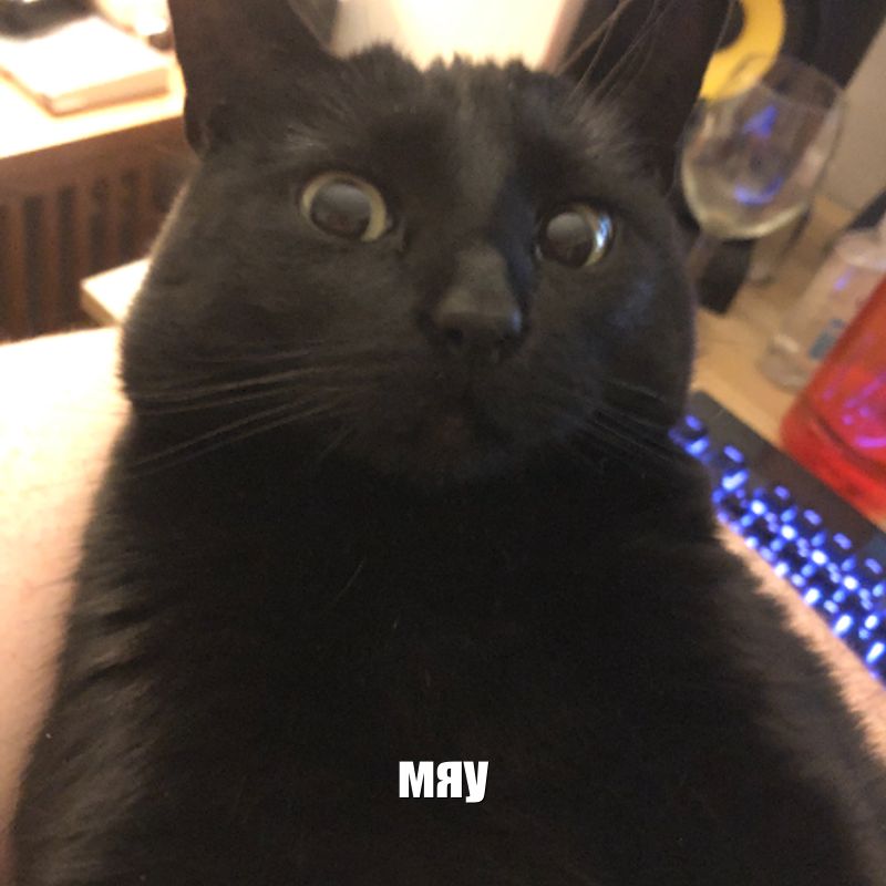 Котик говорит мяу