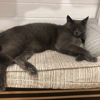 Sleeping cat