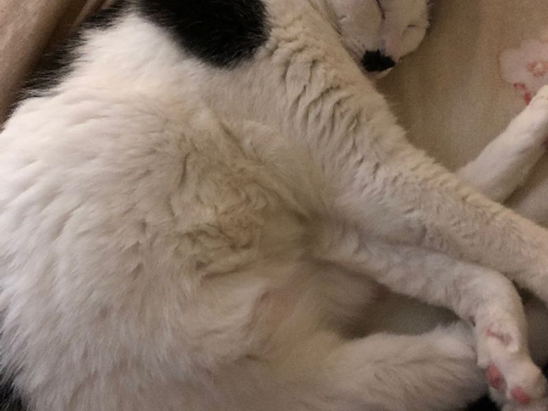 Sleeping cat on a keyboard