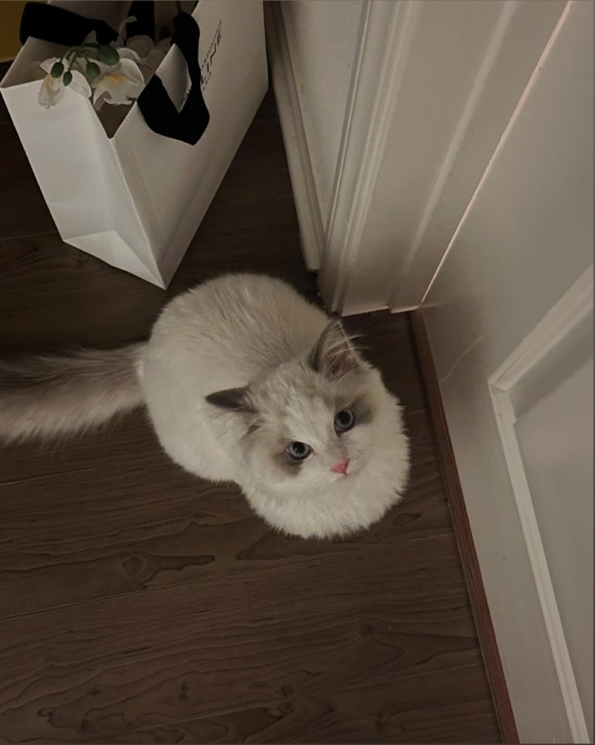 Your daily kitten