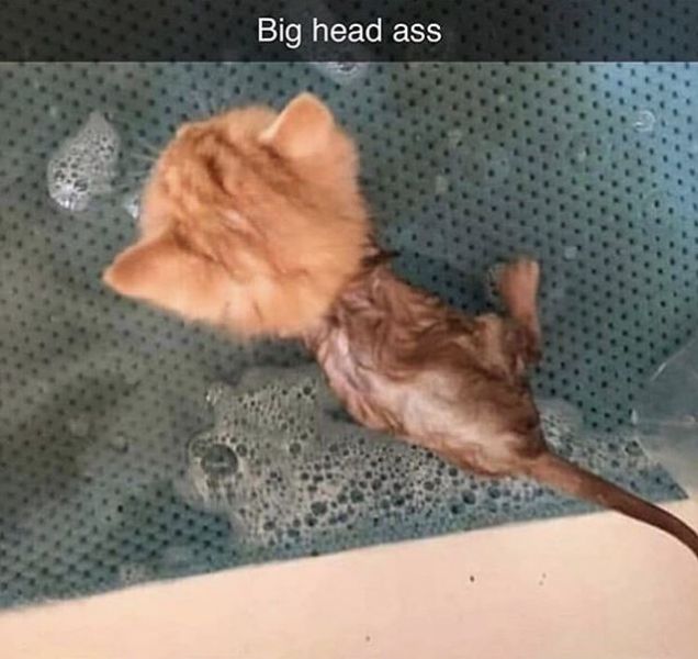 Your daily kitten