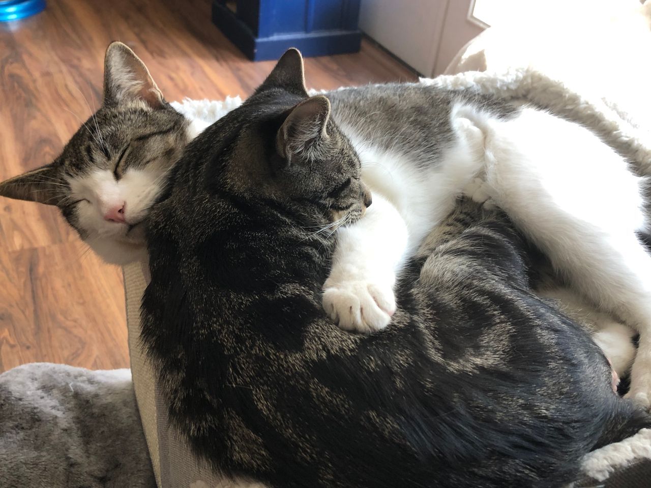 Your daily kitten